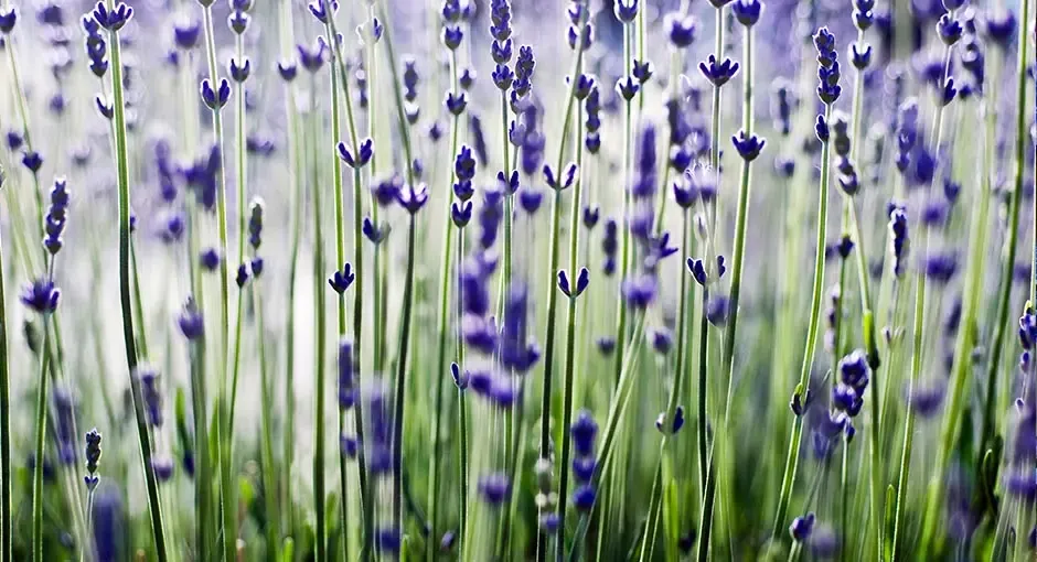 5 Ways to Remove Odors or Absorb Bad Smells Mitsubishi Electric HVAC US